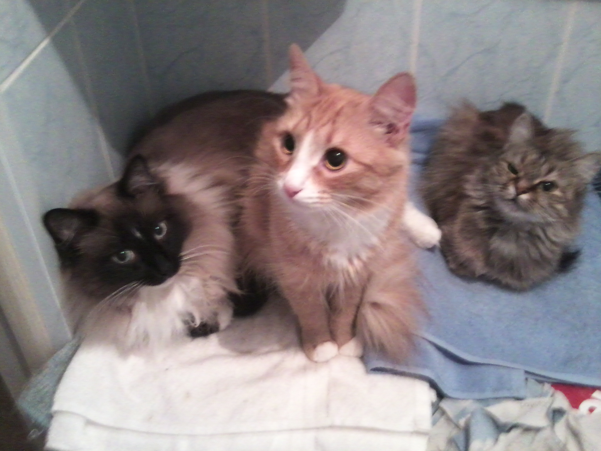 Бася кусь человека, а Ириска наблюдает за этим (из серии "НАШ ЗООПАРК")