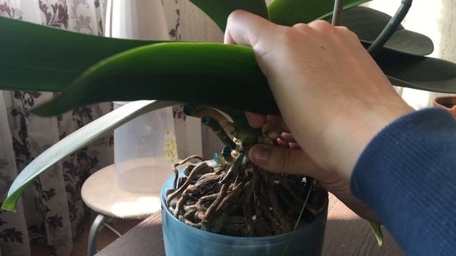 Как омолодить орхидею?! смотреть онлайн