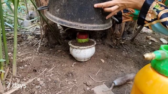 Special Technique Growing Guava with Apples Has High Yields | How to Plant Guava смотреть онлайн
