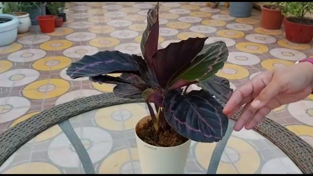 Calathea dottie roseopicta| Indoor plant Calathea Dottie | Ornamental Calathea Dottie| Calathea car смотреть онлайн