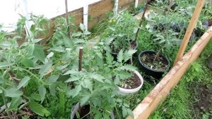 ТОМАТЫ в вёдрах / Выращивание томатов в вёдрах, мешках, ящиках  / Огород в контейнерах