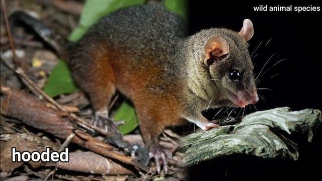 All Opossum Species / opossum types / opossum смотреть онлайн