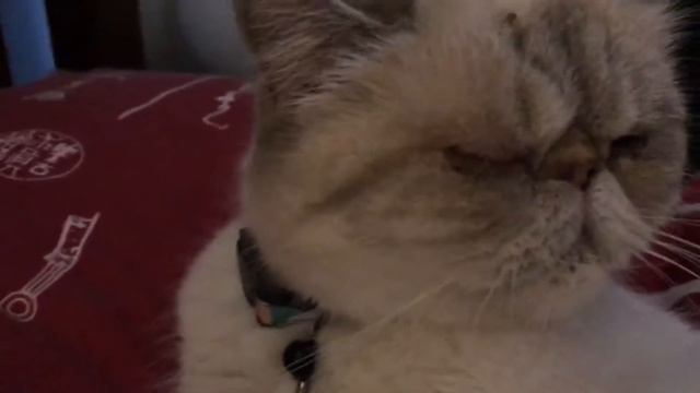 Loudest cat cleaning!! Exotic shorthair смотреть онлайн