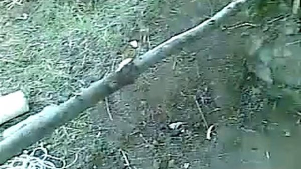 Чеченцы кайфуют