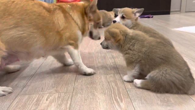 24.03.2023 Щеночки Вельш Корги Пемброк Welsh Corgi Pembroke 🐶 #corgi #pembroke #puppy смотреть онлайн