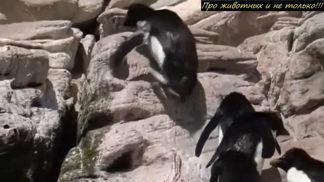 Стая соколов напала на пингвинёнка! Не поверите кто пришёл ему на помощь! смотреть онлайн