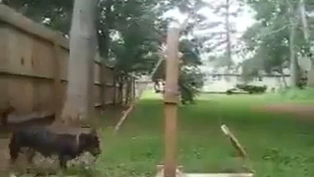 Если хочешь поиграть🤔, можно и с самим собой поиграть🐶😁👍 смотреть онлайн