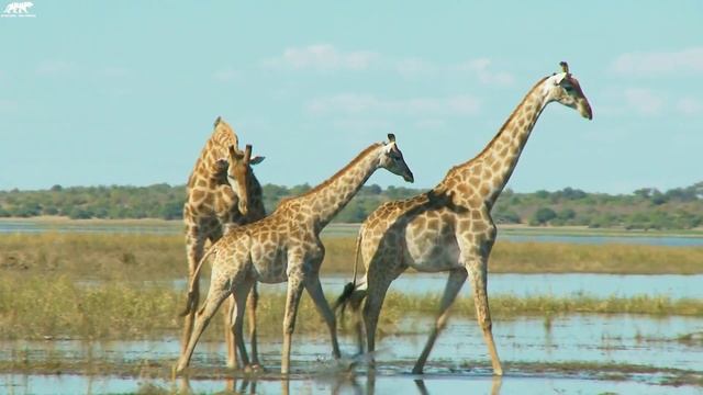 4K Ultra HD Video Of Wild Animals - 11 HOURS 4K Wildlife Scenery With Relaxing Music
