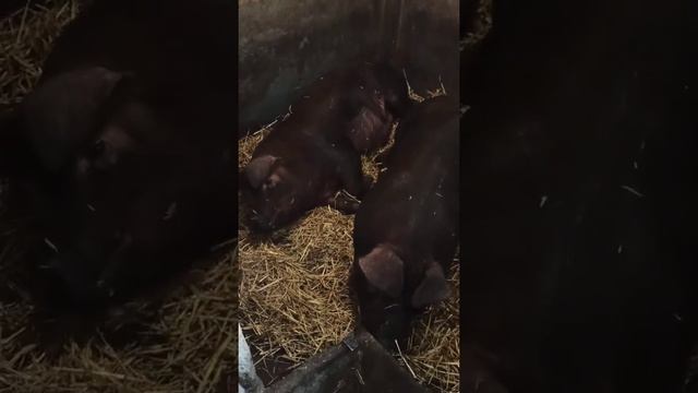 Поросята Дюрок, 1 месяц и 7 дней. Как выбрать дюрка? Описание породы. смотреть онлайн