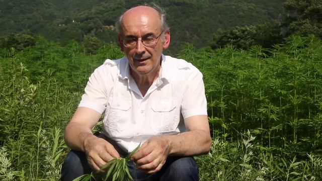 Intervista al Professor Silvano Ragozza - Carovana della Canapa смотреть онлайн
