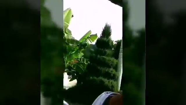 Зелёный мыс в Батуми. Грузия смотреть онлайн