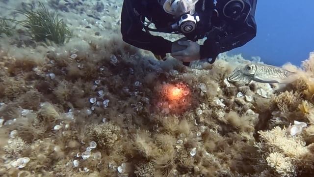 Dragonara Cave - 24/4/2022 смотреть онлайн