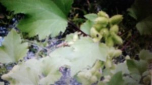 Дурнишник: лечебные свойства и противопоказания.