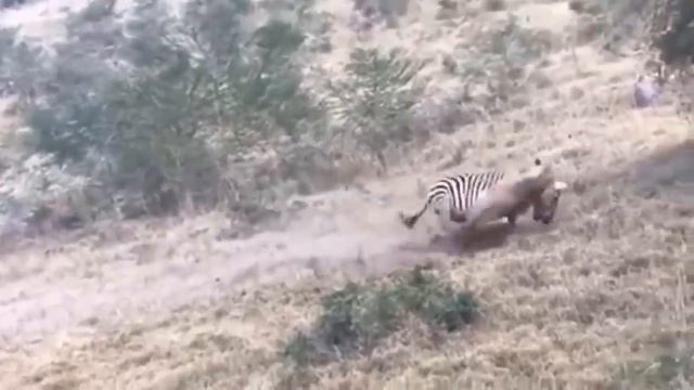 Животных мир 2022 смотреть онлайн