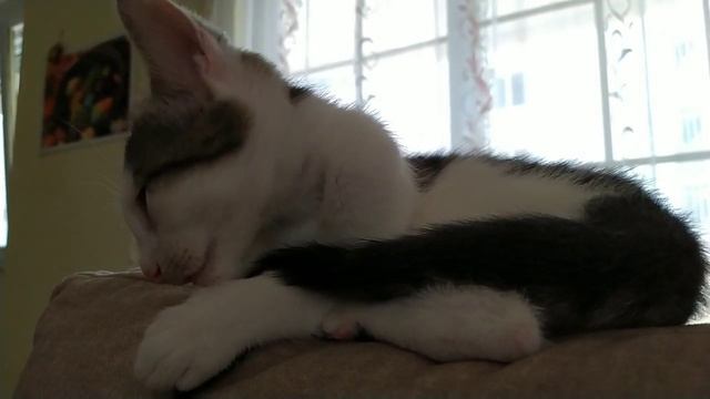 Как правильно кормить маленького котенка смотреть онлайн