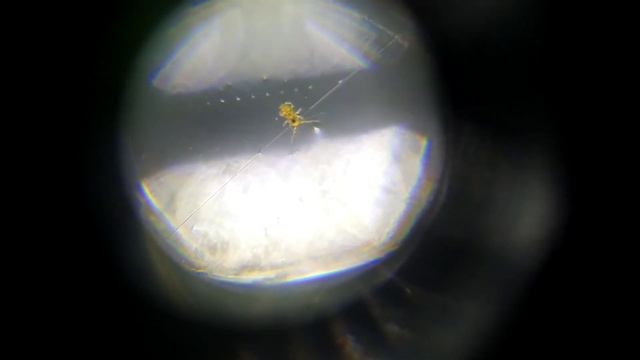 Ползает по стенке аквариума над водой. смотреть онлайн