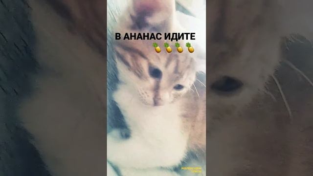 Роблокс квин кринж #мем смотреть онлайн