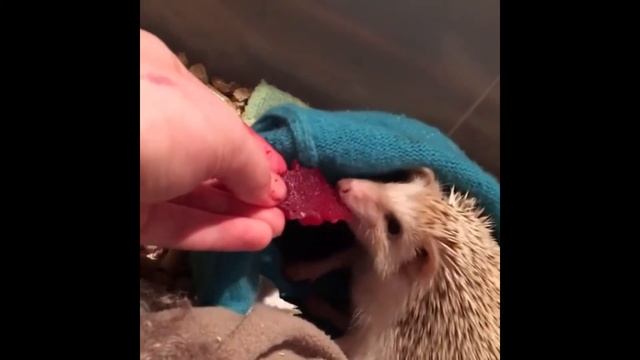 Лучшая подборка с Ёжиками / Ёжик / Смешная подборка #смешное видео #Ёжик #ёжики