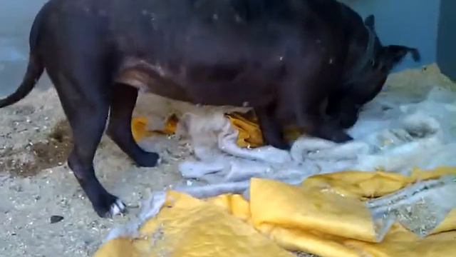 Питбуль Дана. Приют для животных. Иваново смотреть онлайн