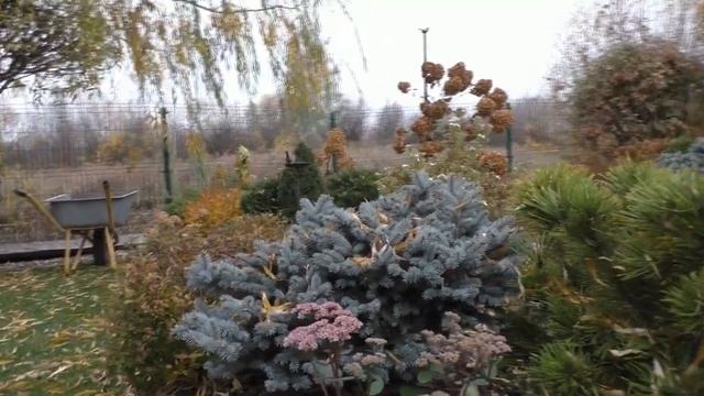 Английские розы в Сибири продолжаем готовить к зиме
