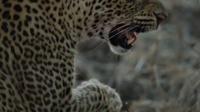 Leopar Ve Piton  L Timsah Ve Dev Anakonda L Leopar Belgeseli