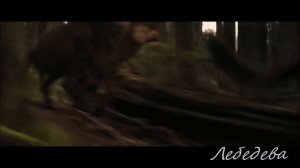 Черный волк песня