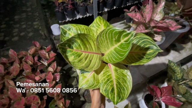 Aglaonema Esmeralda Grag Hybrid