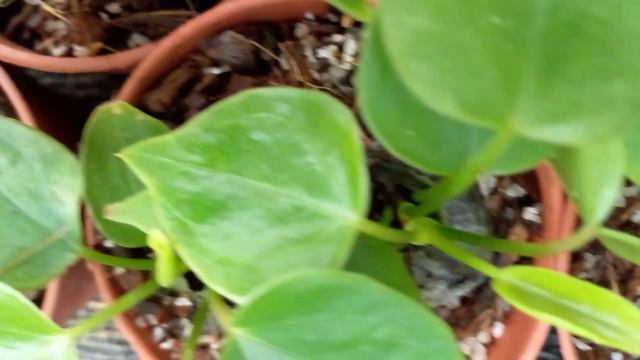 Anthurium wagawa sinhala | anthurium warga | nedarlend anthurium | නෙදර්ලන්ඩ් ඇන්තූරියම් පැල смотреть онлайн