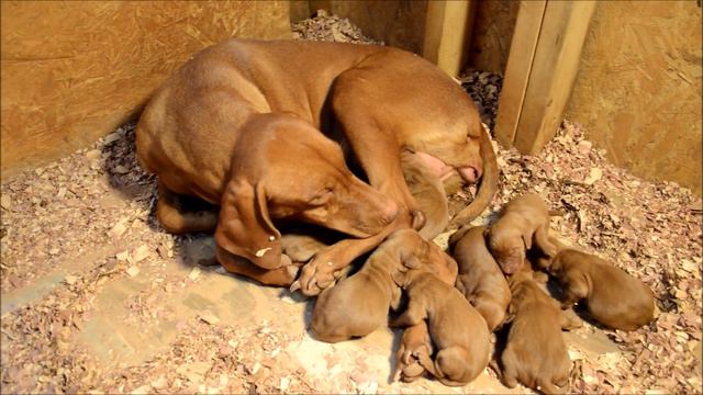 Savannah Jericho Newborn Pups Dec 2013 смотреть онлайн