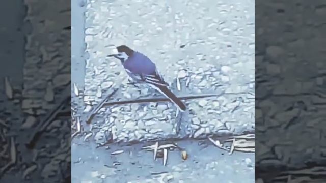 Тряси жопой, Тверк птички смотреть онлайн