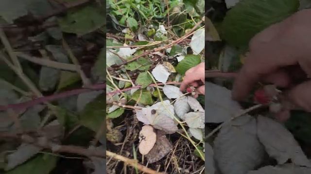 Сбор урожая капусты#дача#огород #урожай#заброшеннаядача смотреть онлайн