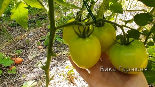 томат Новогодний смотреть онлайн