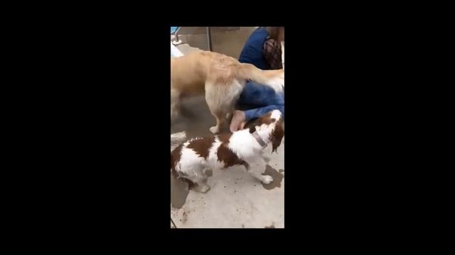 Funniest Cats And Dogs Videos ? - Best Funny Animal Videos 2023 ?
