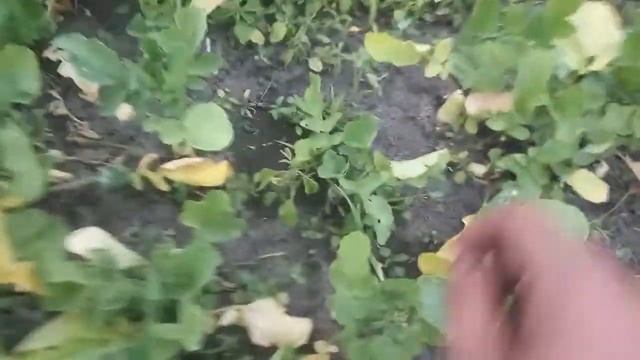 ОГОРОД ЧАСТЬ 2: ОГРОМНАЯ РЕДИСКА, РЕДИСКА СОСУЛЬКА - СРАВНЕНИЕ, ВЫРАЩИВАНИЕ, ПЕРВЫЙ ОПЫТ смотреть онлайн