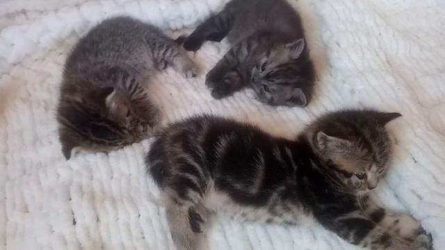 Котята 🐱 и крольчата 🐰 смотреть онлайн