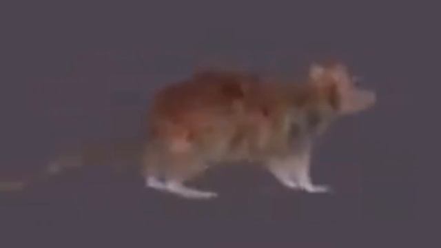 Bad Piggies Theme But With Eminem