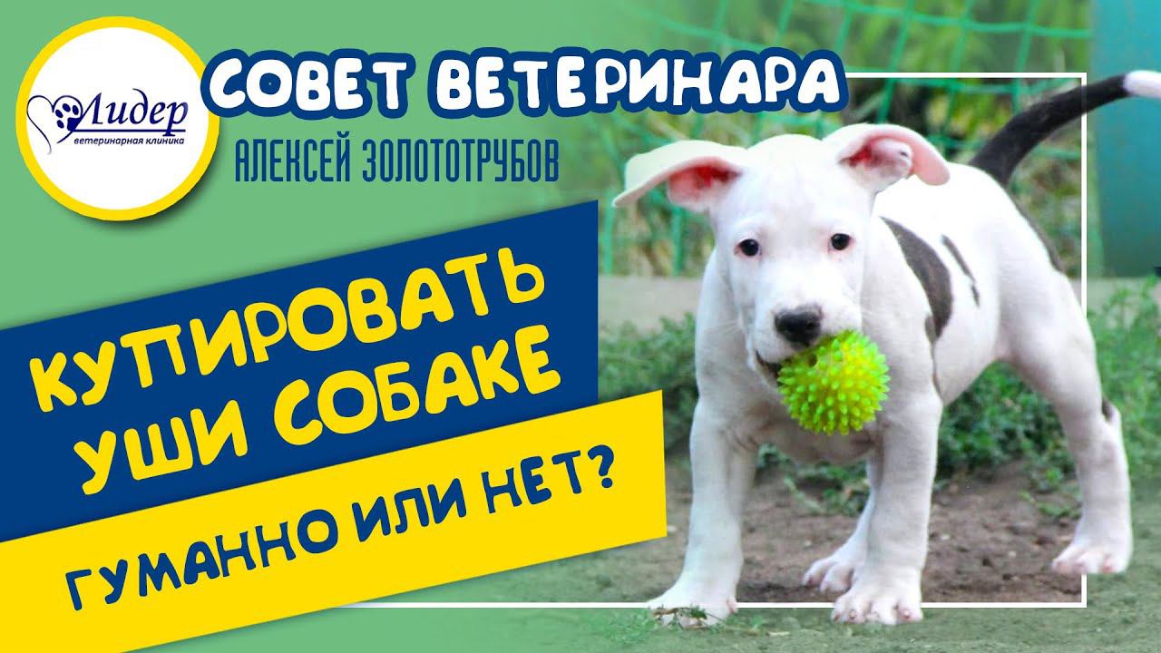 Купировать уши собаке. Гуманно или нет? (Совет ветеринара. Алексей Золототрубов)