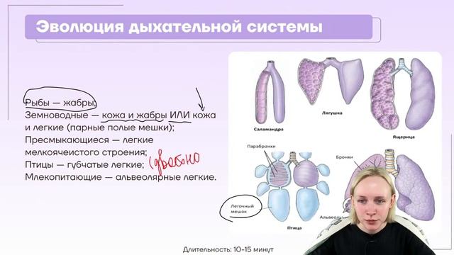 Эволюция систем органов Хордовых. смотреть онлайн