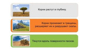 «Виды корней и типы корневых систем»