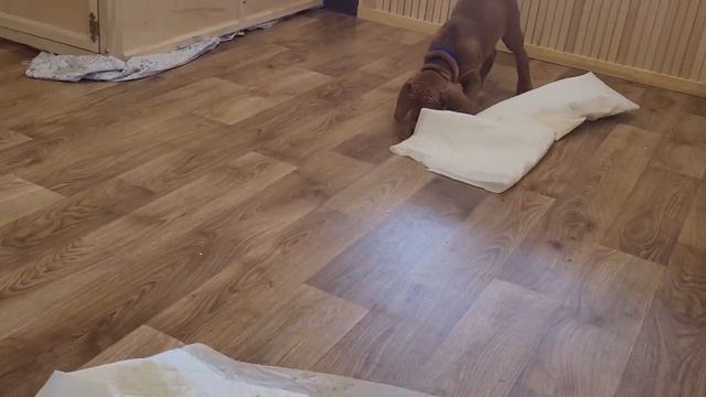 Выжла щенки 20 дек 2021