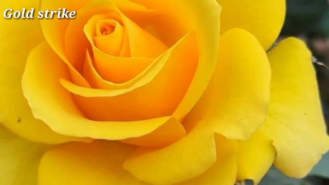 20 Beautiful Rose Varieties With Names Or IDs / Rose Variety Names смотреть онлайн