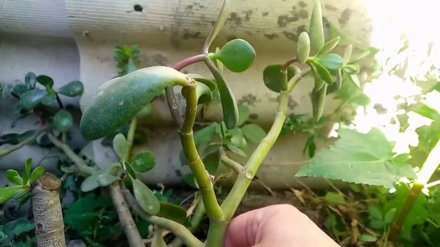 Крассула?Акша ағашы? Денежное дерево ? Гүлдер әлемі смотреть онлайн