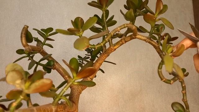 Обрезка 2х взрослых толстянок (денежное дерево). Основные правила обрезки.