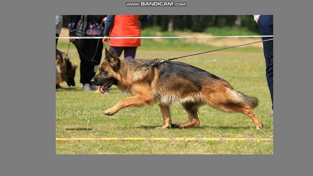 Молодые кобели. Описание. смотреть онлайн