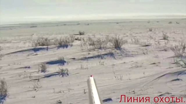 охота на зайца. только выстрелы!