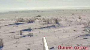 охота на зайца. только выстрелы!