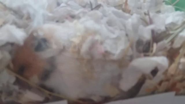 Начались роды у хомяка. Сирийский хомяк. смотреть онлайн