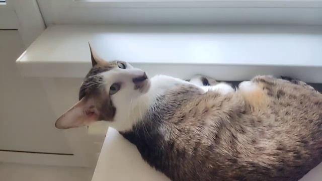 Что делать, если лапы мерзнут? Лайфхак! смотреть онлайн