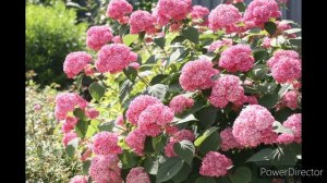 Гортензия древовидная Пинк Анабель. Описание сорта в комментариях.