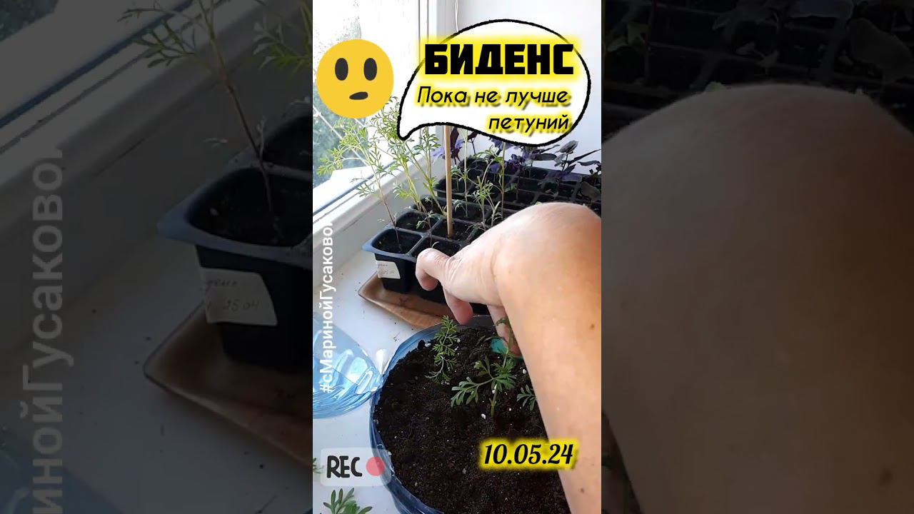 БИДЕНС ЧЕРЕНКОВАНИЕ 10 мая. ЦВЕТЫ которые лучше петунии? с Мариной Гусаковой смотреть онлайн